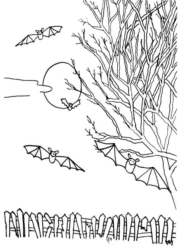 oklahoma state tree coloring pages