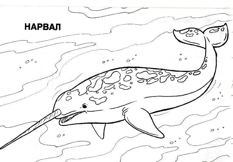 Coloring Narwhal. Category marine. Tags:  Underwater world-narwhal.