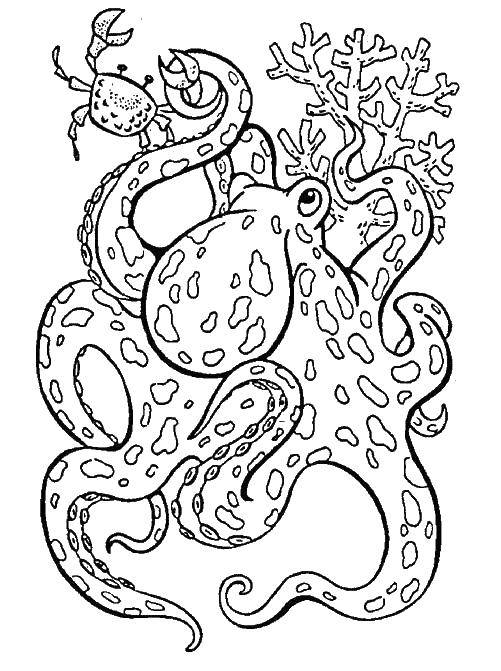 Название: Раскраска Пятнистый осьминог. Категория: морское. Теги: Подводный мир, осьминог.
