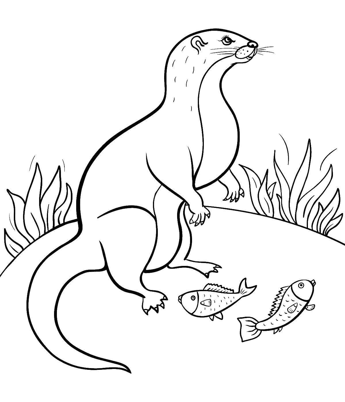 Coloring Vidracco. Category Animals. Tags:  Animals, otter.