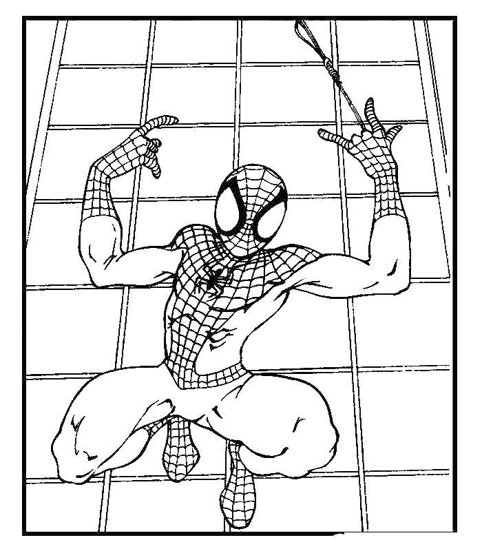 Название: Раскраска Человек паук на паутине. Категория: человек паук. Теги: Комиксы, Спайдермэн, Человек Паук.