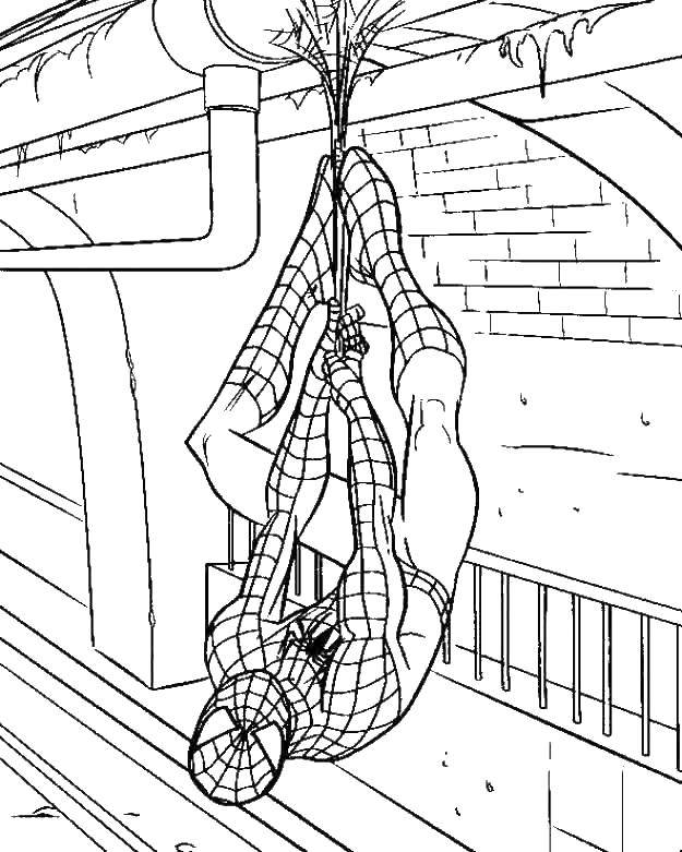 Название: Раскраска Человек паук весит вверх ногами. Категория: человек паук. Теги: человек паук, супергерои.