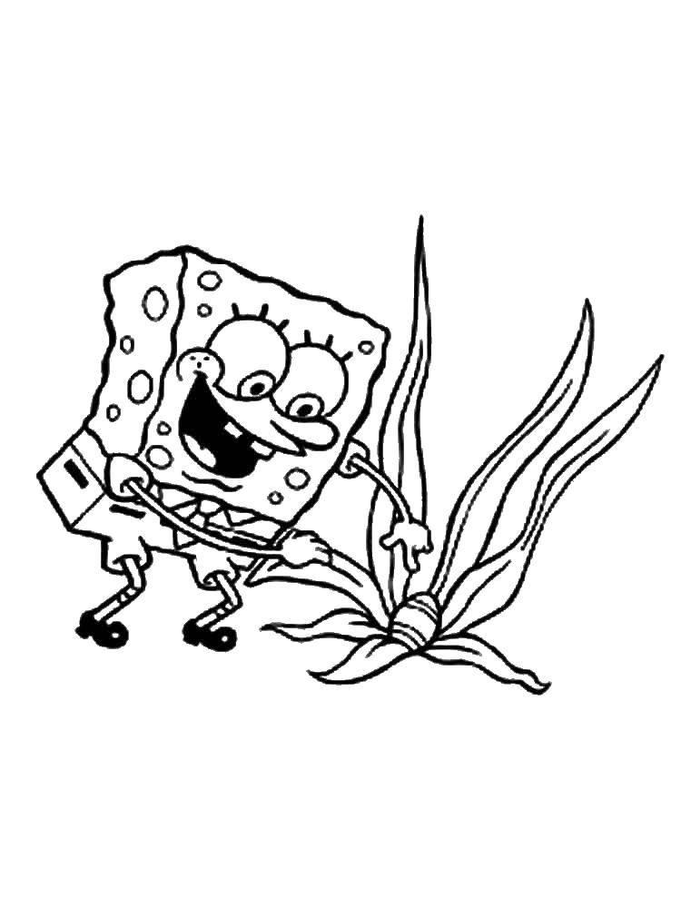 Название: Раскраска Спанч боб и растение. Категория: Персонаж из мультфильма. Теги: спанч боб, водоросль.