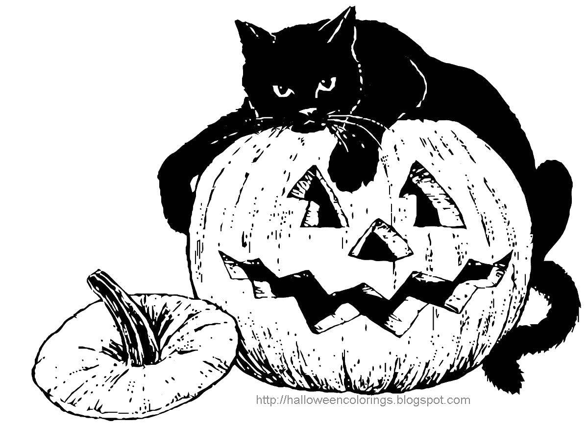 Название: Раскраска Черная кошка на тыкве. Категория: тыква на хэллоуин. Теги: Хэллоуин, тыква.