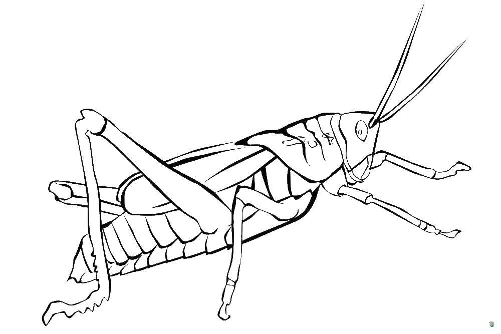 Coloring Grasshopper. Category Animals. Tags:  grasshopper .