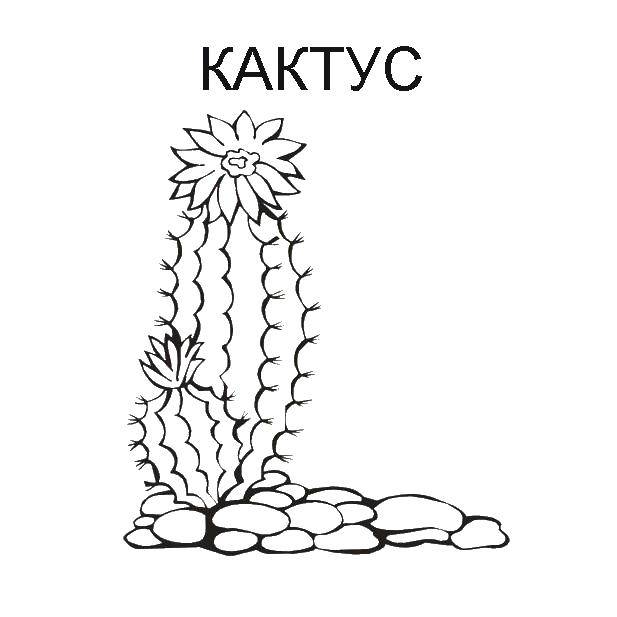 Название: Раскраска Кактус. Категория: кактус. Теги: Цветы, кактус.