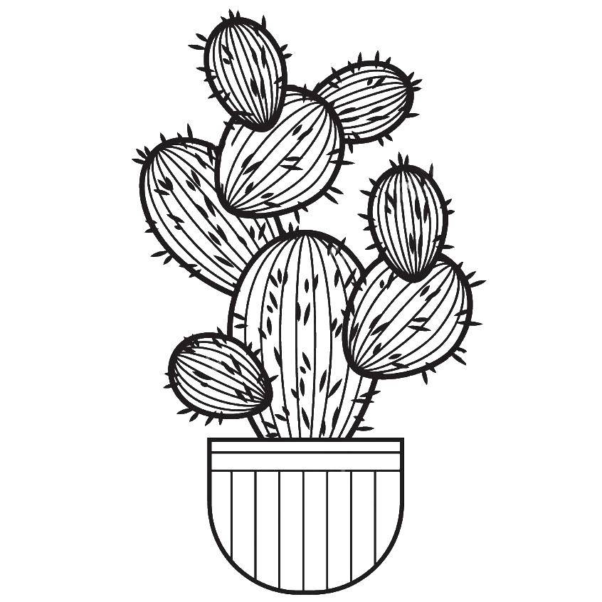 Coloring Potted cactus. Category cactus. Tags:  Flowers, cactus.