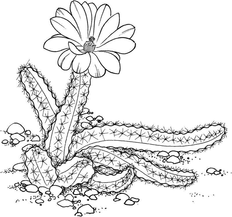 Название: Раскраска Пустынный кактус. Категория: кактус. Теги: Цветы, кактус.