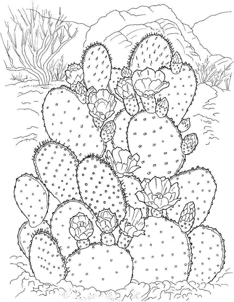 Coloring Overgrown cactus. Category cactus. Tags:  Flowers, cactus.