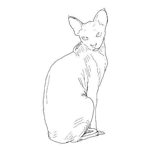 Название: Раскраска Египетская мау. Категория: Породы кошек. Теги: Порода кошек.