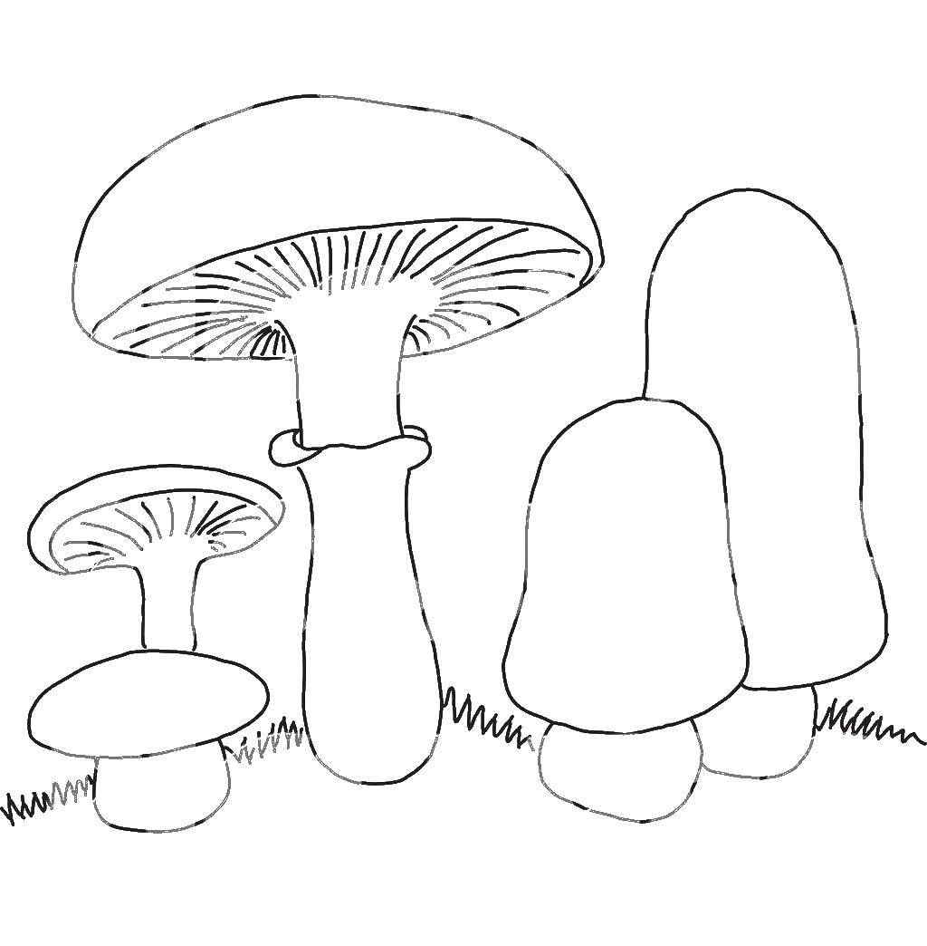 Название: Раскраска Грибочки. Категория: грибы. Теги: Грибочек.