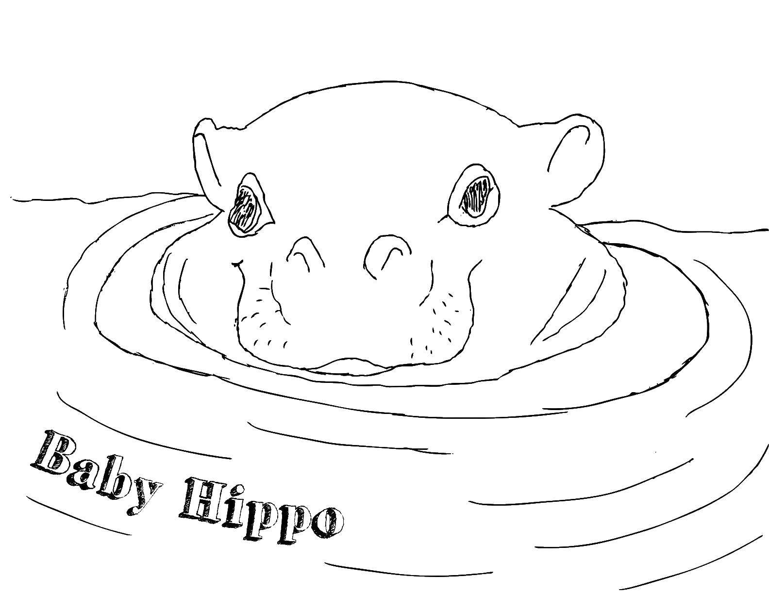 Coloring Baby Hippo. Category wild animals. Tags:  Animals, Behemoth.