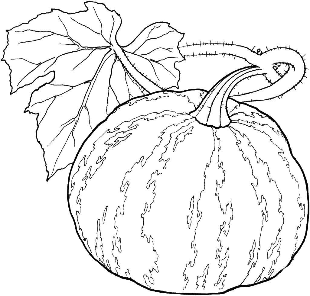 Coloring Watermelon. Category Vegetables in English. Tags:  English, vegetables.