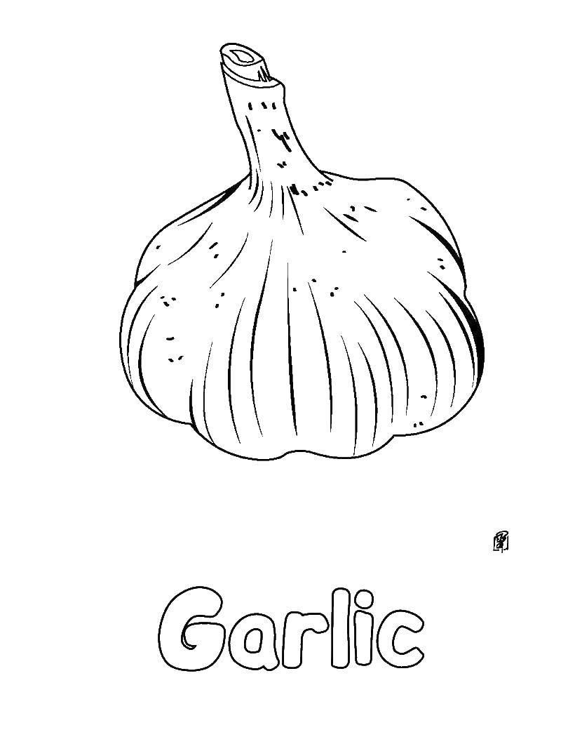 Coloring Garlic. Category Vegetables in English. Tags:  English, vegetables.