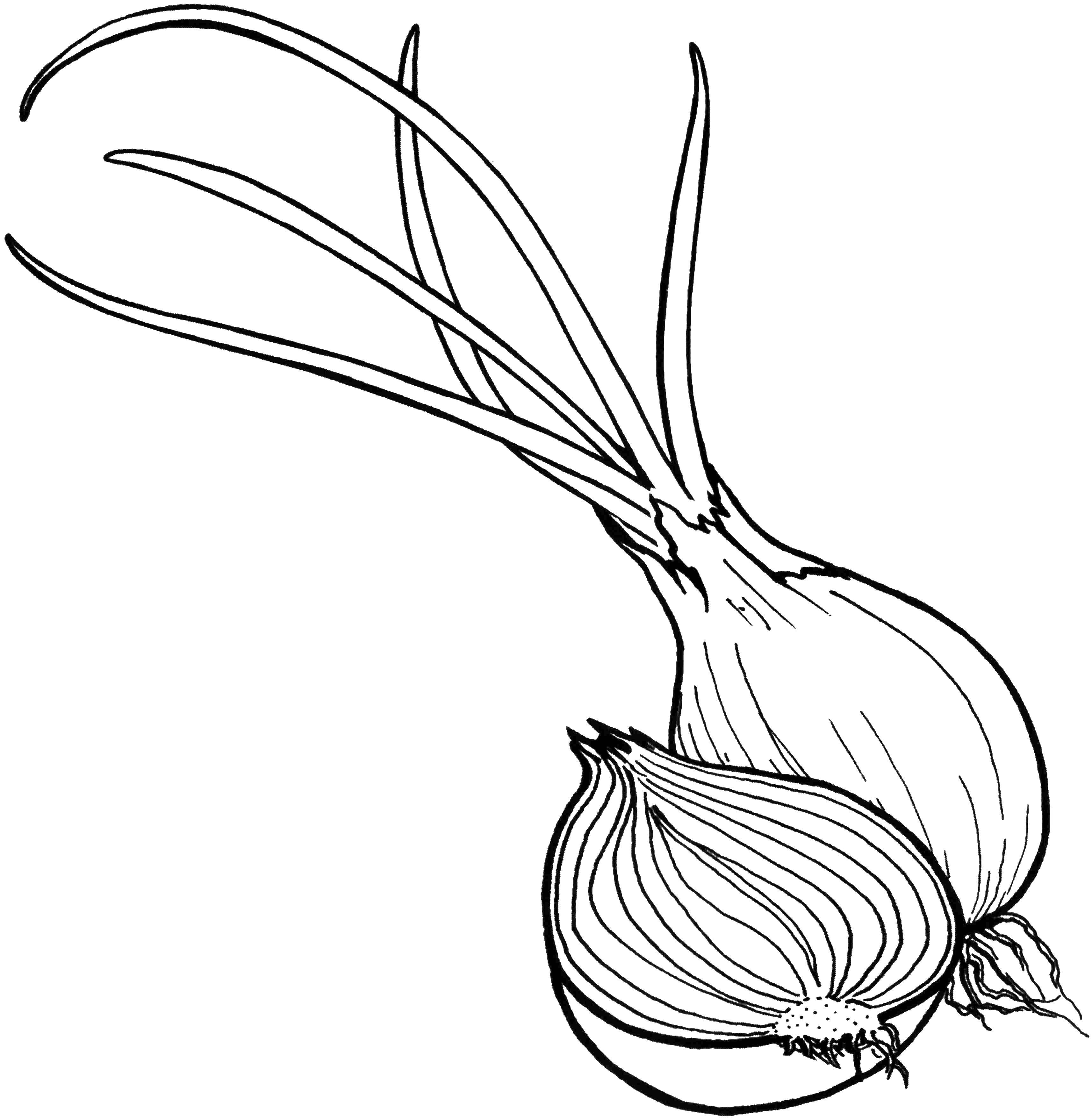 Coloring Onion. Category Vegetables in English. Tags:  English, vegetables.