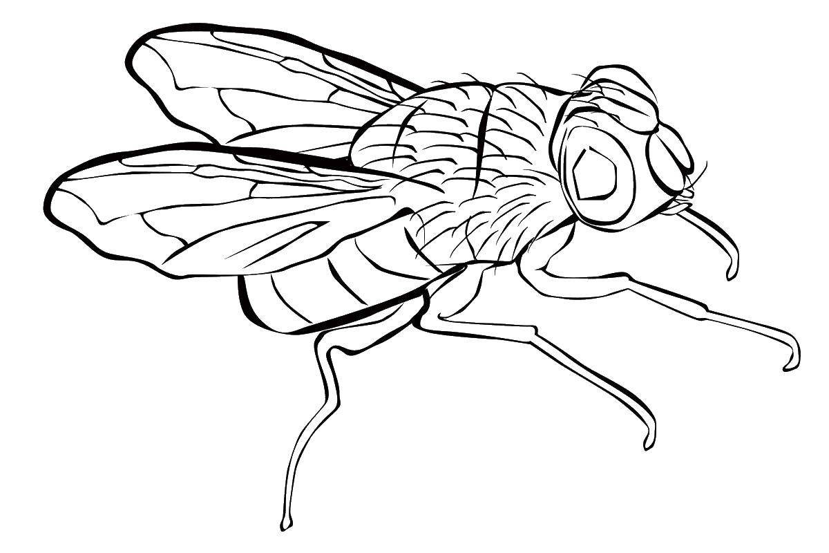 Coloring Fly. Category Animals. Tags:  fly.