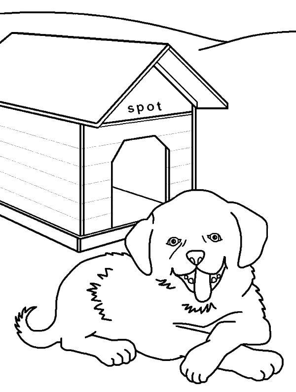 Coloring Spot and his box. Category The dog and the box. Tags:  Animals, dog.