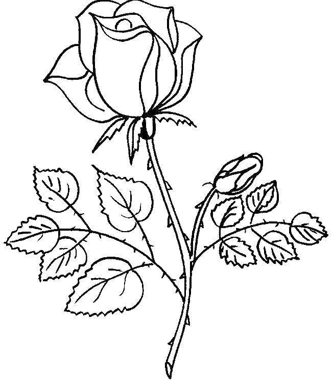 Coloring Rose with thorns. Category flowers. Tags:  rose, flowers.