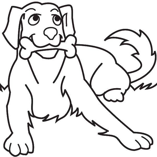 Название: Раскраска Собака с косточкой в зубах. Категория: Животные. Теги: Животные, собака.