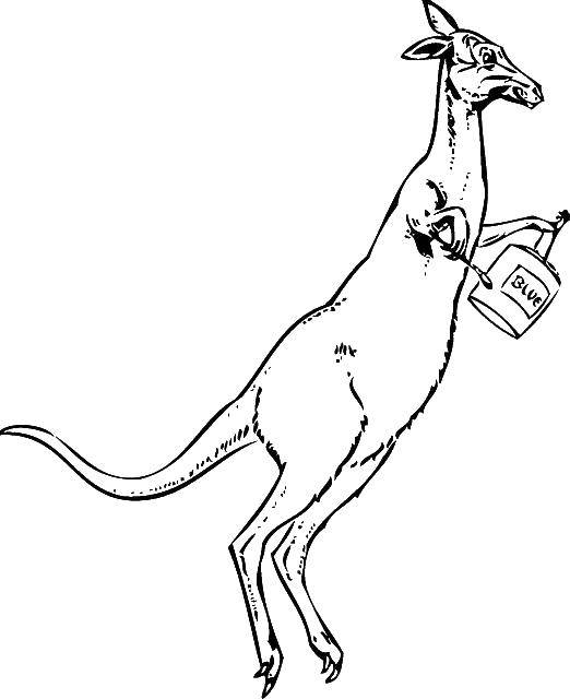 Coloring Kangaroo. Category Animals. Tags:  Animals, kangaroo.