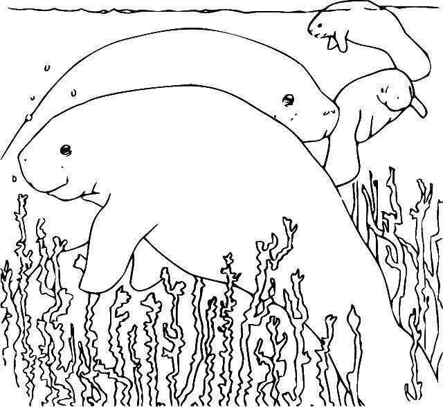 Coloring Walrus. Category marine. Tags:  Underwater, walrus.