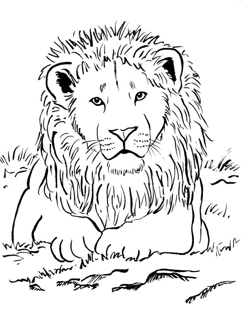 Раскраска - Дикие животные - Лев | MirChild
