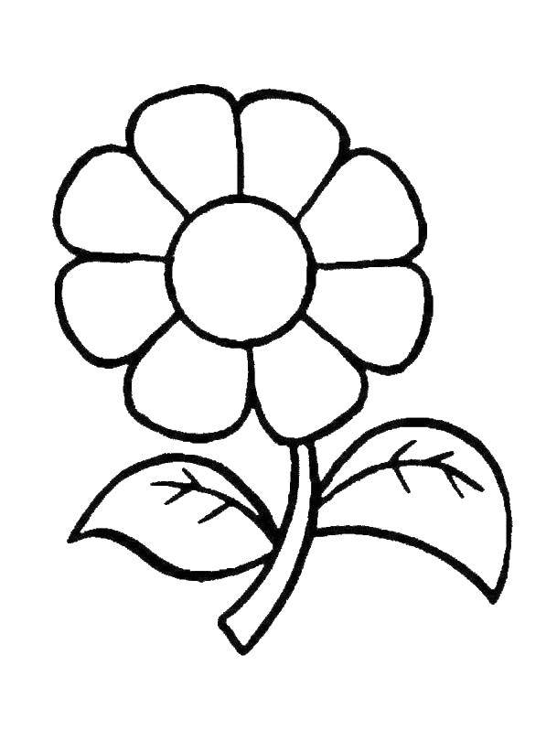 Coloring Daisy. Category coloring for little ones. Tags:  chamomile.