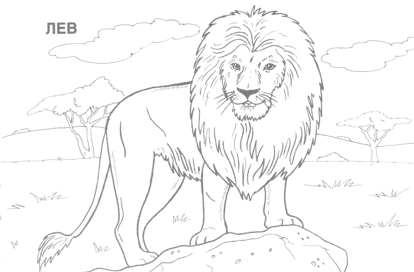 Coloring Liv lush mane. Category Wild animals. Tags:  Animals, lion.