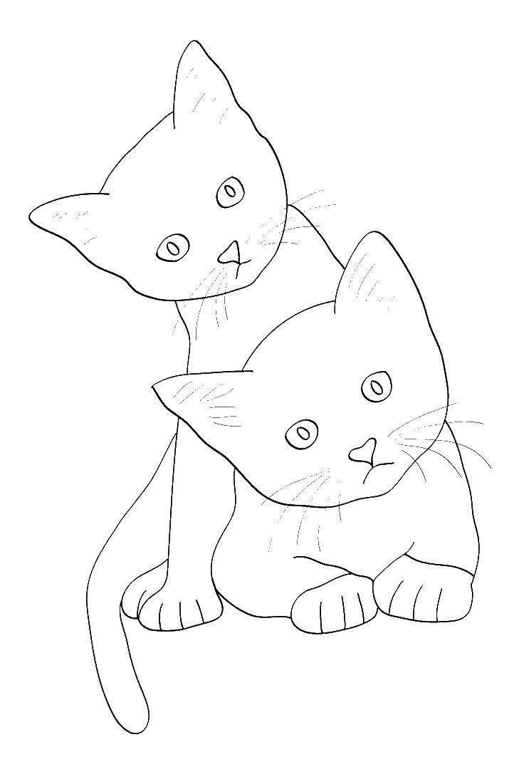 Название: Раскраска Любопытные котятки. Категория: домашние животные. Теги: Животные, котёнок.