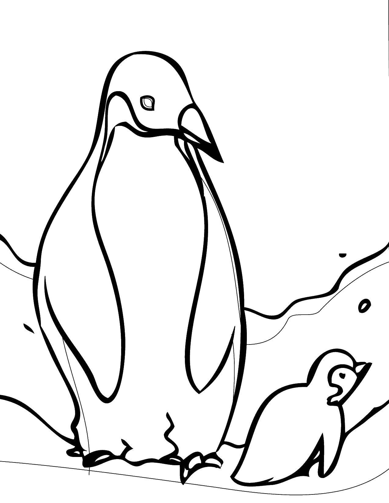 Название: Раскраска Пингвинчики. Категория: Дикие животные. Теги: Птицы, пингвин.