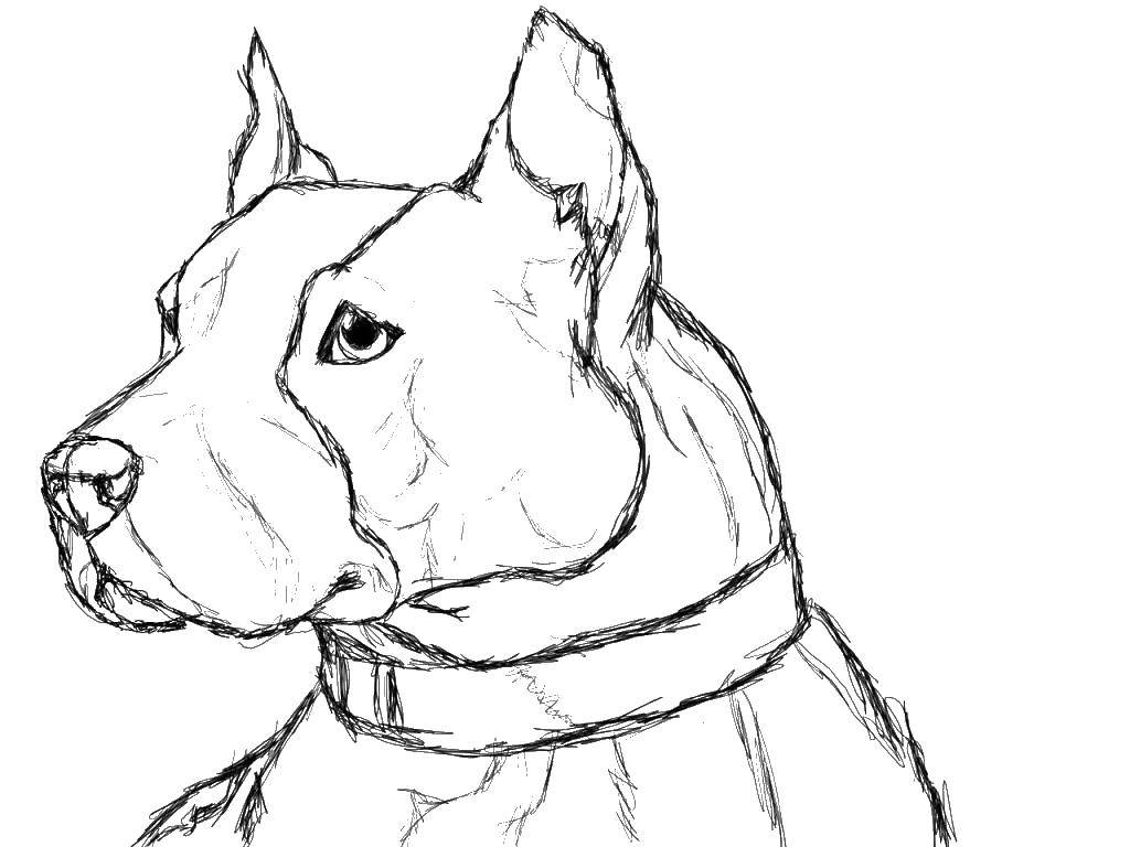 Coloring The pit bull. Category Animals. Tags:  Animals, dog.