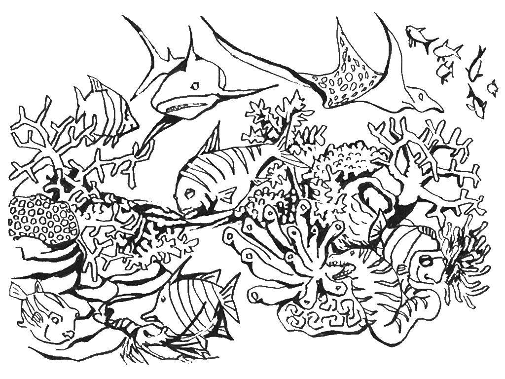 Название: Раскраска Подводный мир. Категория: морское. Теги: Подводный мир, рыба.