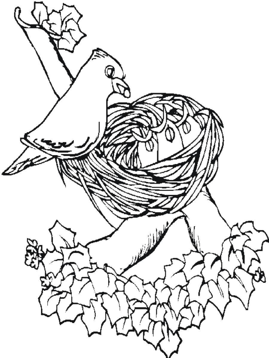 Coloring Bird feeding Chicks. Category birds. Tags:  chick, Chicks.
