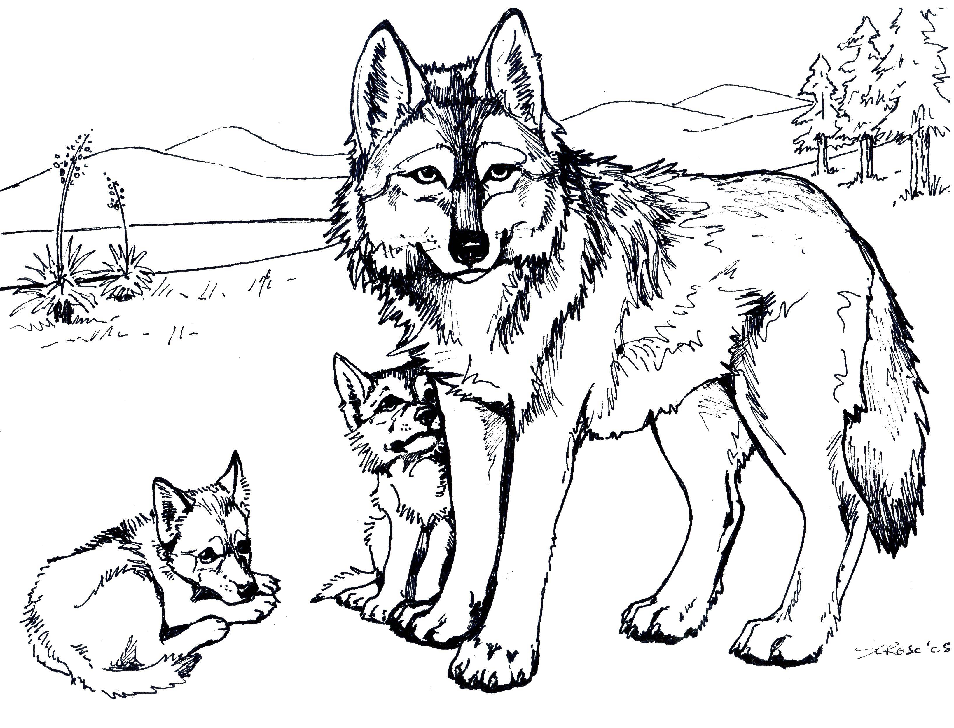 Coloring Wolf with cubs. Category Wild animals. Tags:  wolf , wolves.