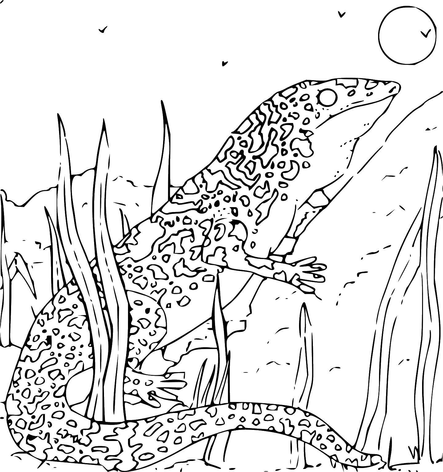 Coloring Lizard. Category Wild animals. Tags:  the lizard.