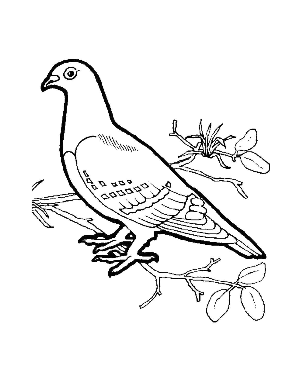 Coloring Pigeon on branch. Category birds. Tags:  pigeon, branch.