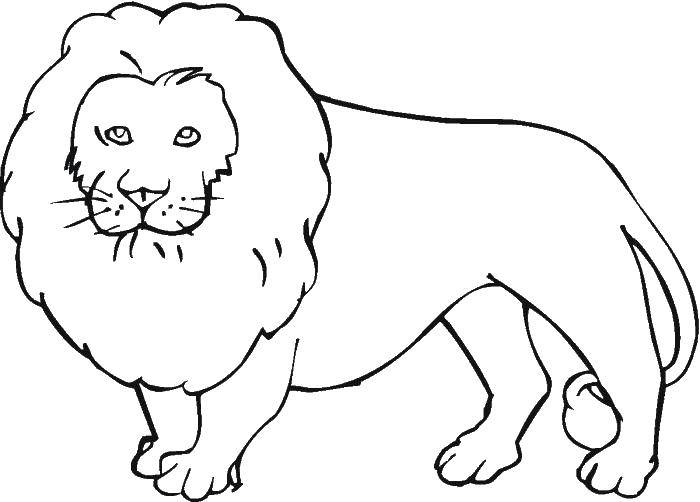 Coloring Leo. Category Wild animals. Tags:  lion.