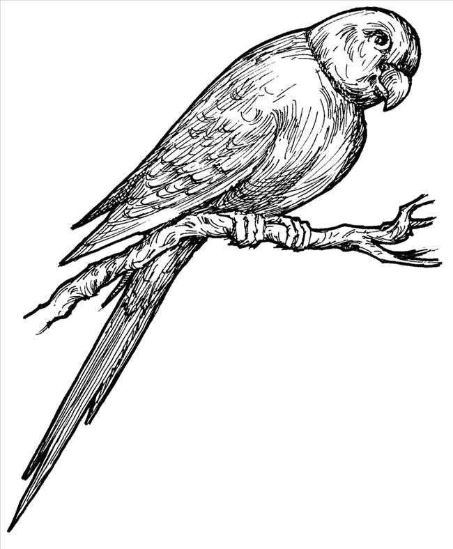 Название: Раскраска Попугай на веточке. Категория: Контуры для вырезания птиц. Теги: попугай, веточка.