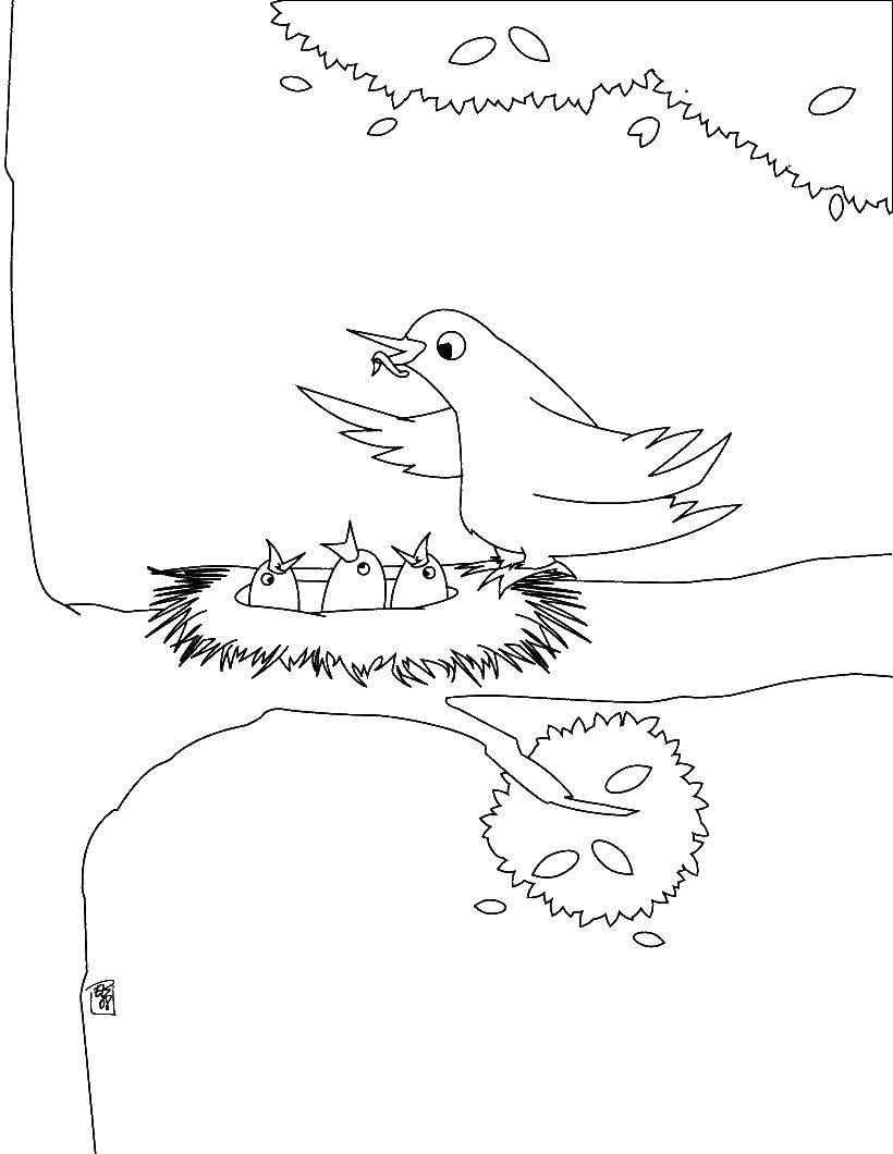 Название: Раскраска Птица кормит птенцов. Категория: птицы. Теги: птицы, птенцы.