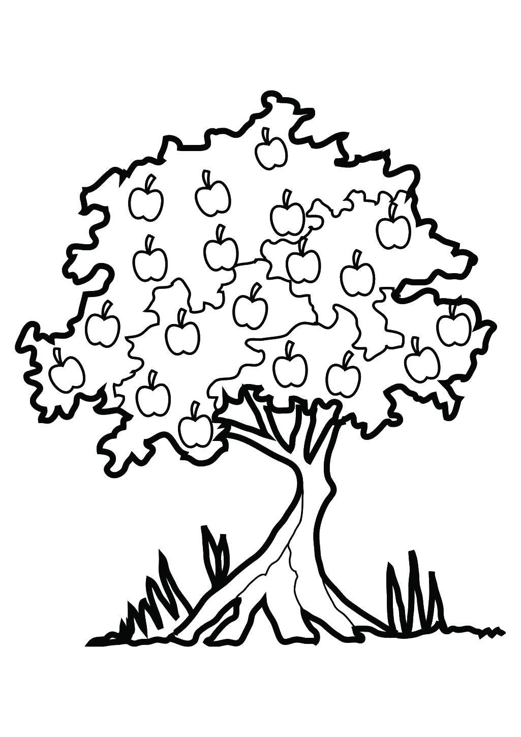 Название: Раскраска Яблоки на дереве. Категория: дерево. Теги: яблоня, дерево.