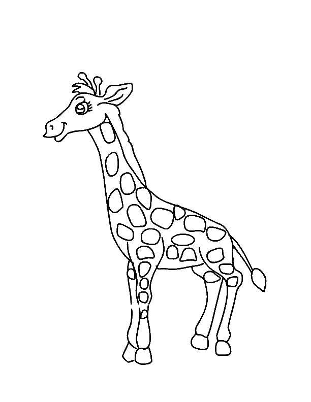 Название: Раскраска Жираф. Категория: Дикие животные. Теги: жираф.
