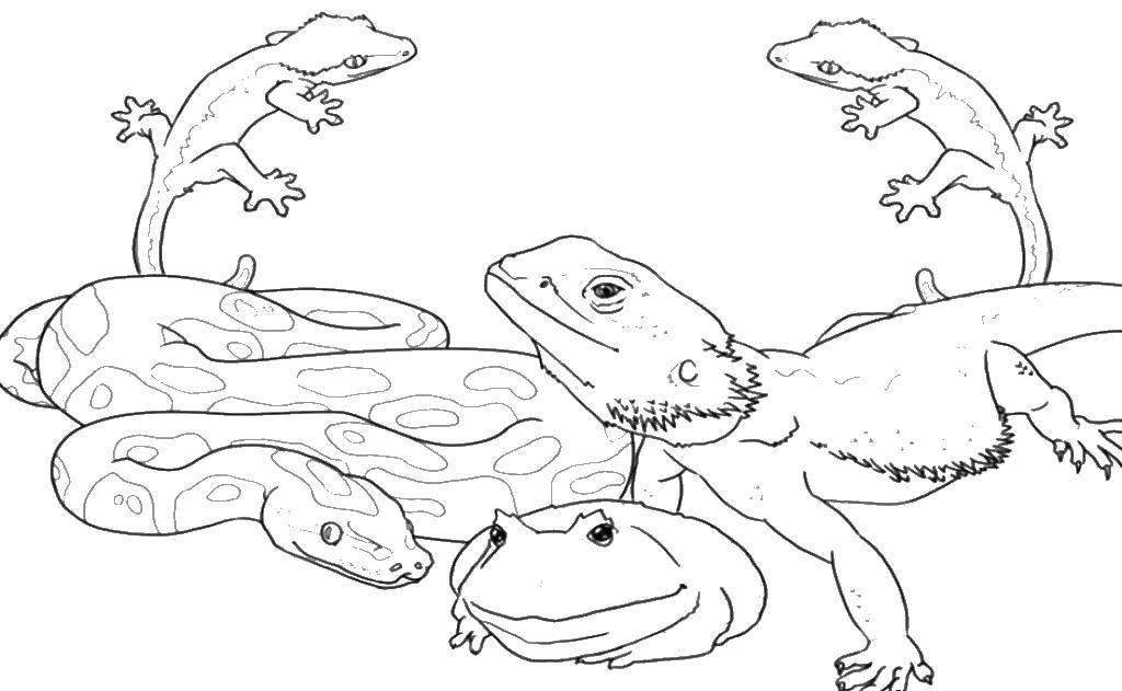 Coloring Snake, toad, lizard. Category Wild animals. Tags:  snake, toad, lizard.