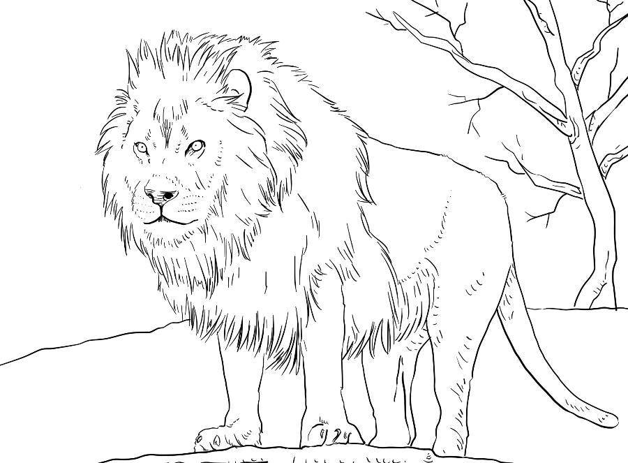 Розмальовки  Гордий лев. Завантажити розмальовку Тварини, лев.  Роздрукувати ,Дикі тварини,