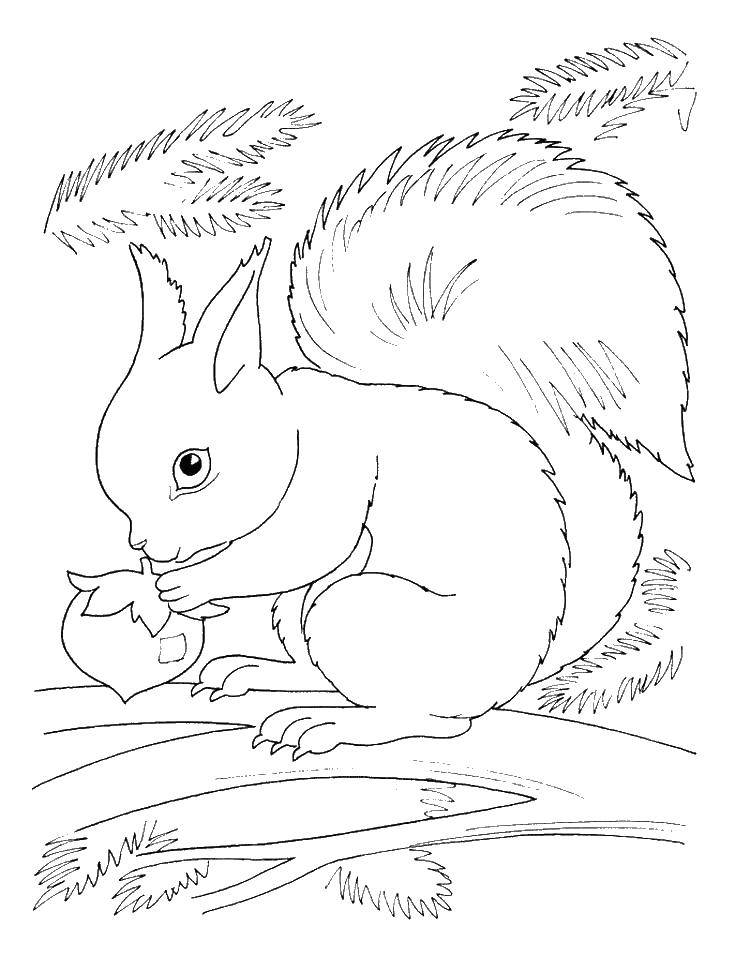 Coloring Squirrel gnaws nuts. Category Wild animals. Tags:  protein, nuts.