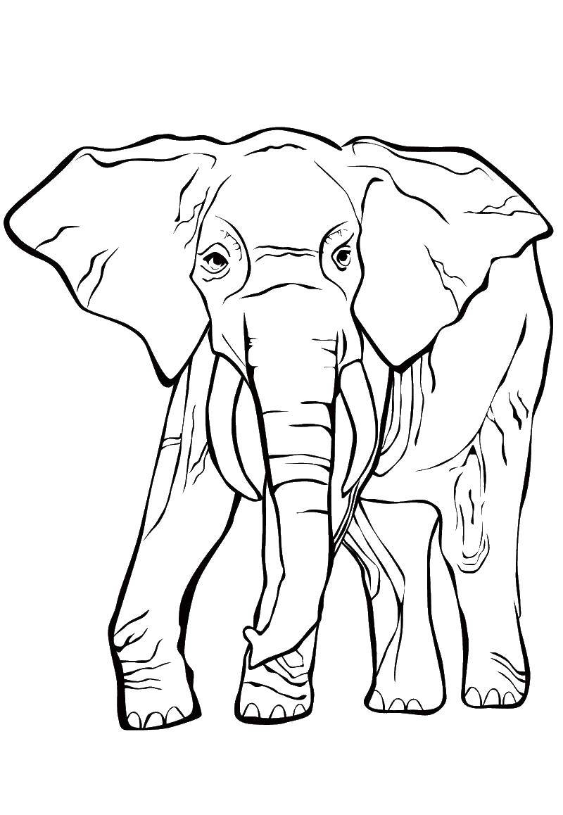 Название: Раскраска Большой слон. Категория: Дикие животные. Теги: Животные, слон.