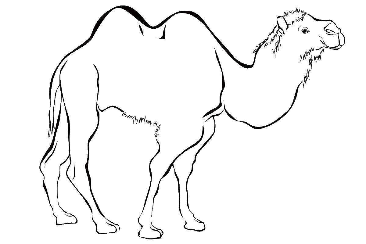Название: Раскраска Двугорбый верблюд. Категория: Дикие животные. Теги: Животные, верблюд.