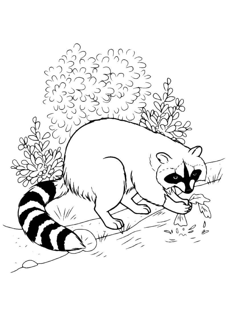 Coloring Raccoon. Category Wild animals. Tags:  raccoon.