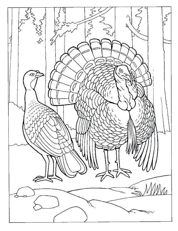 Coloring Turkeys. Category birds. Tags:  Poultry, Turkey.