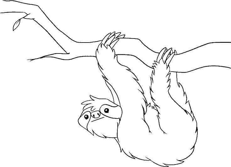 Название: Раскраска Ленивец. Категория: Дикие животные. Теги: ленивец.
