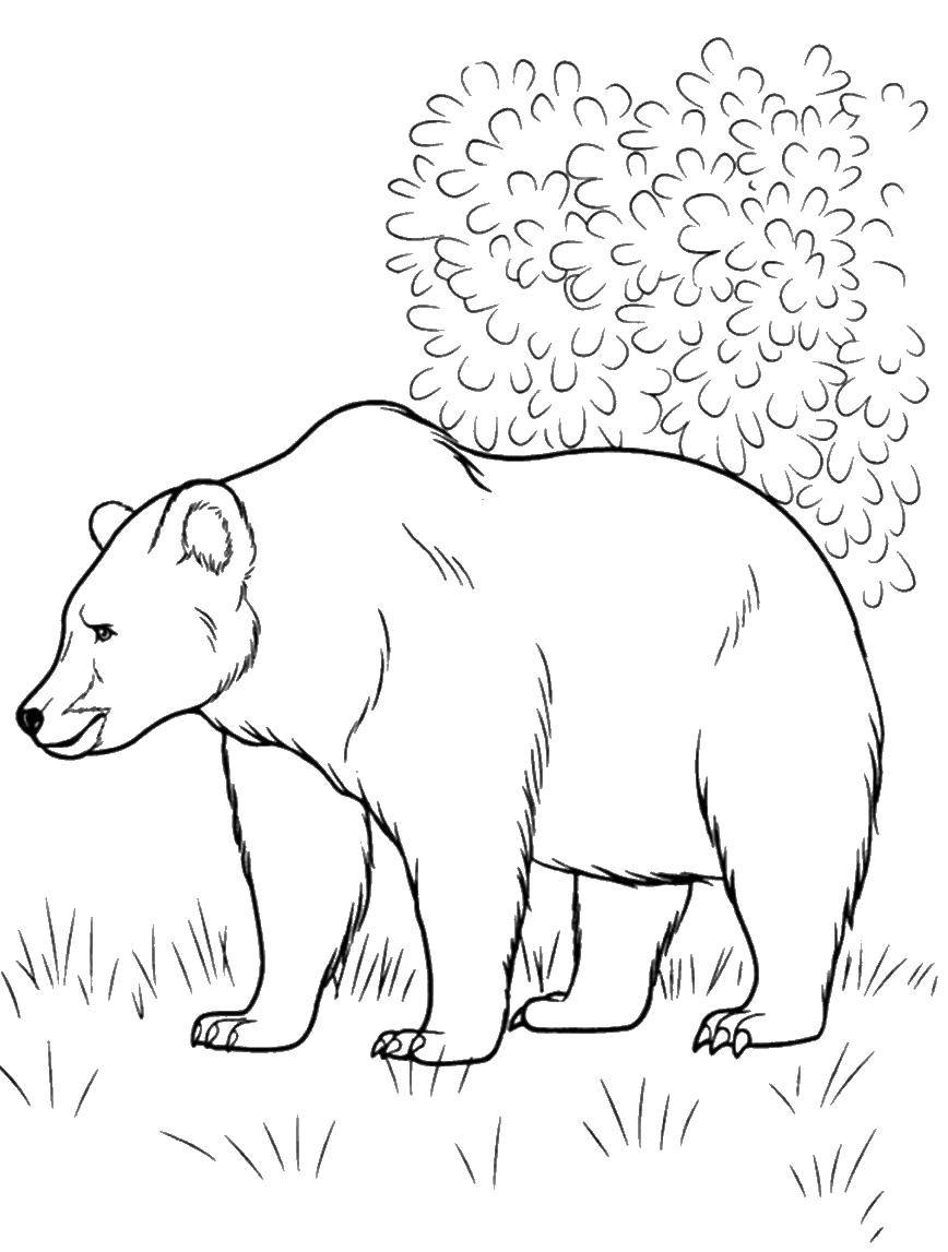 Coloring Bear. Category Wild animals. Tags:  bear.